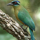 Motmot houtouc
