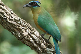 Amazonian Motmot
