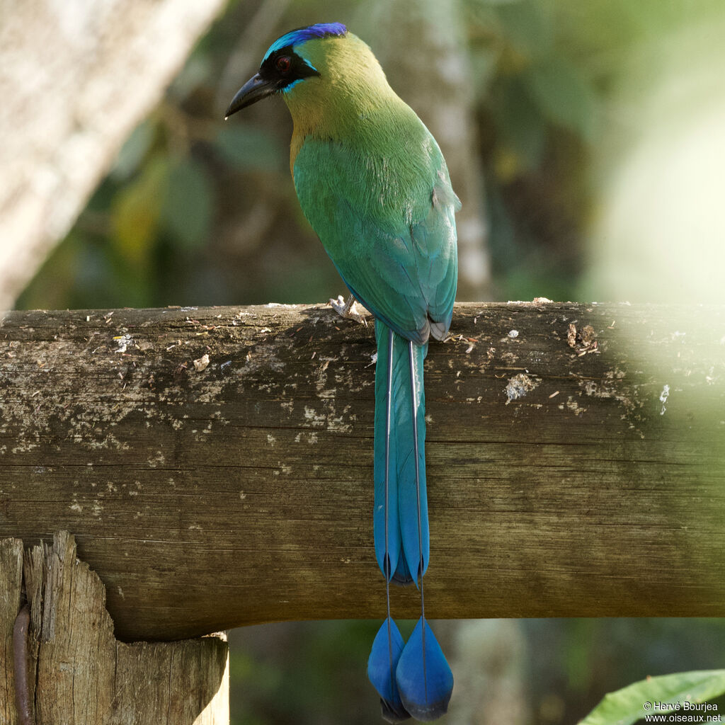 Motmot houtouc