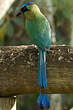 Motmot houtouc