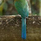 Motmot houtouc