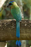 Motmot houtouc