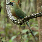 Motmot oranroux