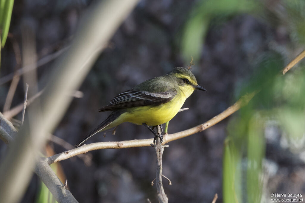 Moucherolle à sourcils jaunes