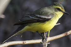 Moucherolle à sourcils jaunes