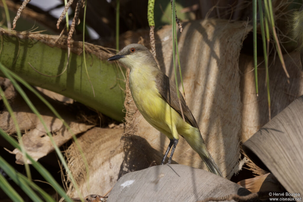 Moucherolle querelleur