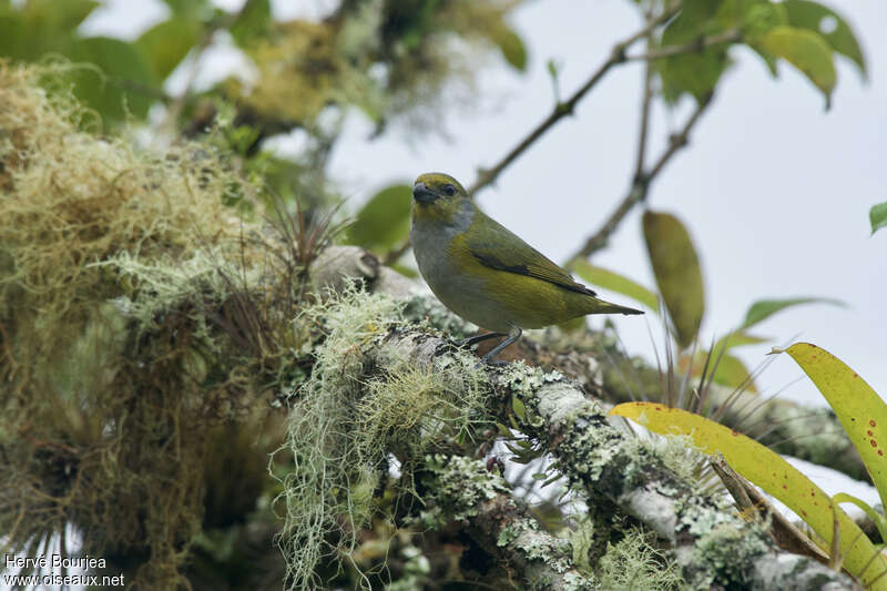Green-chinned Euphonia female adult, identification