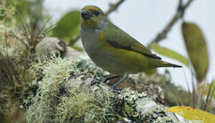 Green-chinned Euphonia