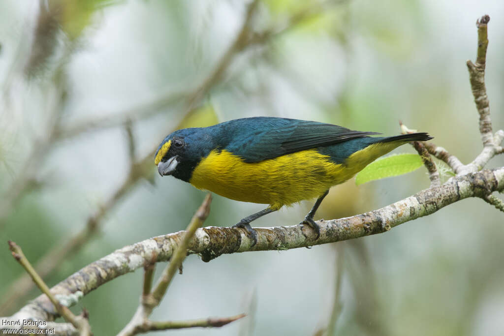 Green-chinned Euphonia male adult breeding, identification