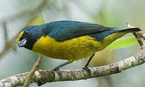 Green-chinned Euphonia