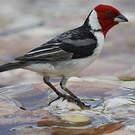 Paroare dominicain