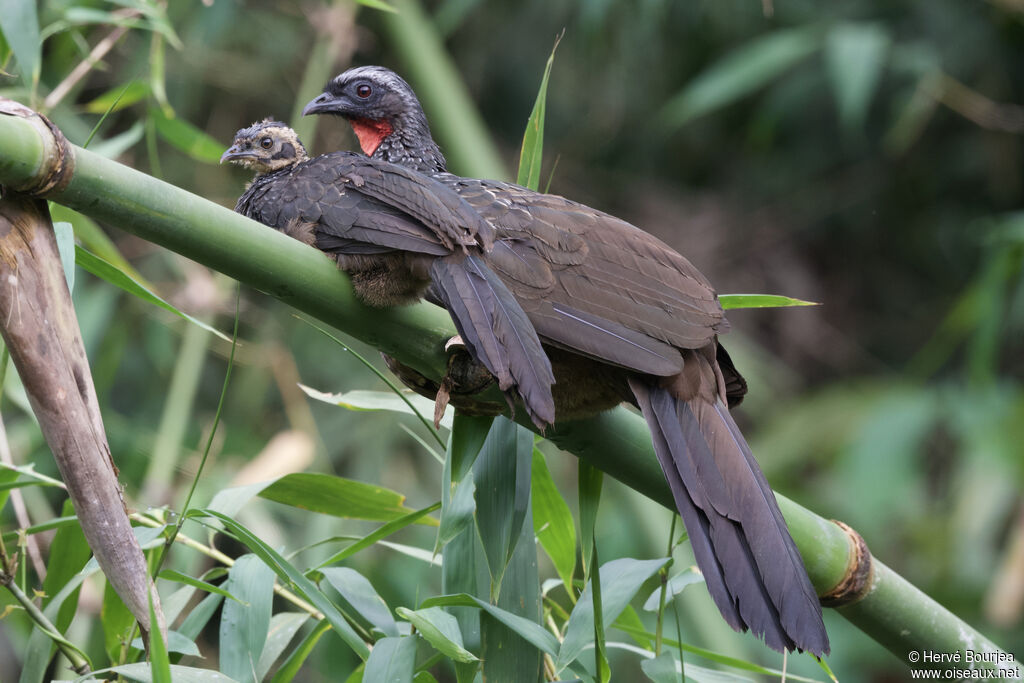 Spix's Guan, close-up portrait, aspect