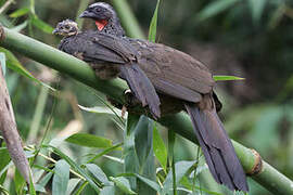 Spix's Guan