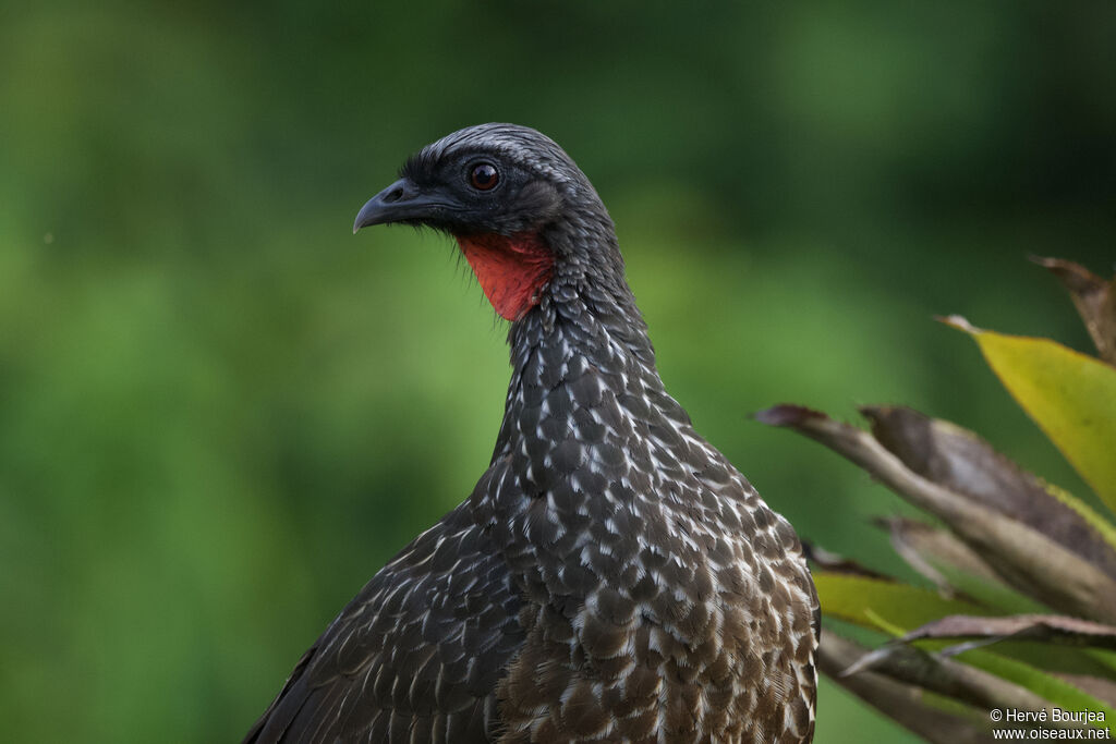 Spix's Guanadult, close-up portrait, pigmentation
