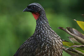 Spix's Guan