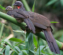 Spix's Guan