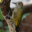 Pic passerin