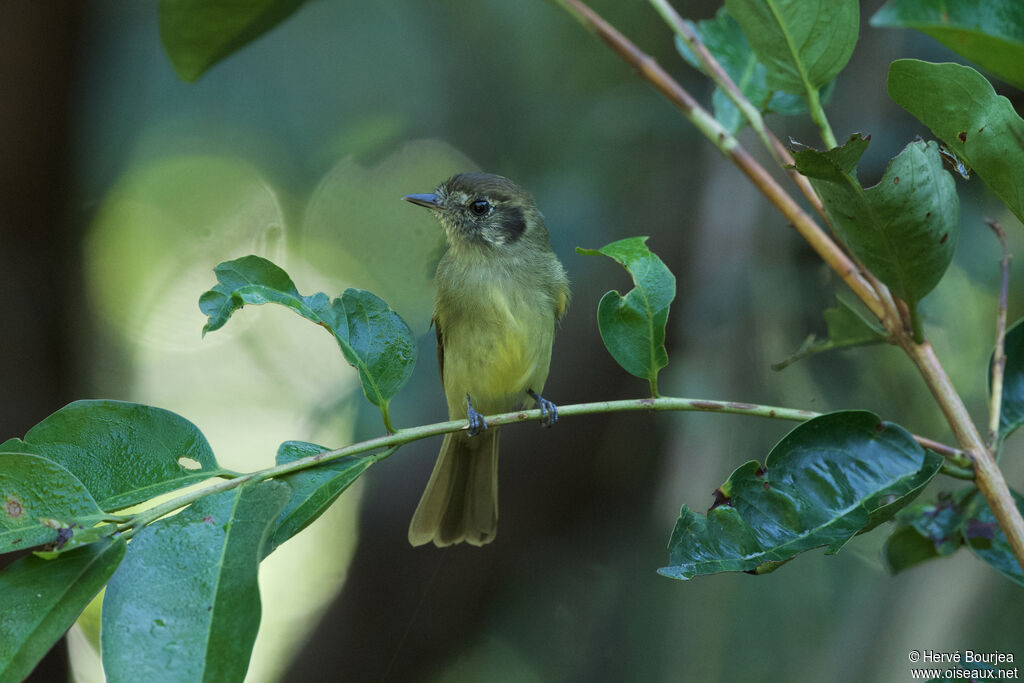 Pipromorphe à tête brune