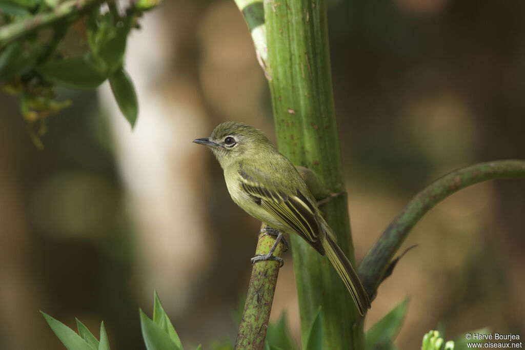 Yellow-olive Flatbilladult, close-up portrait, aspect