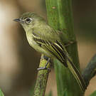 Platyrhynque jaune-olive