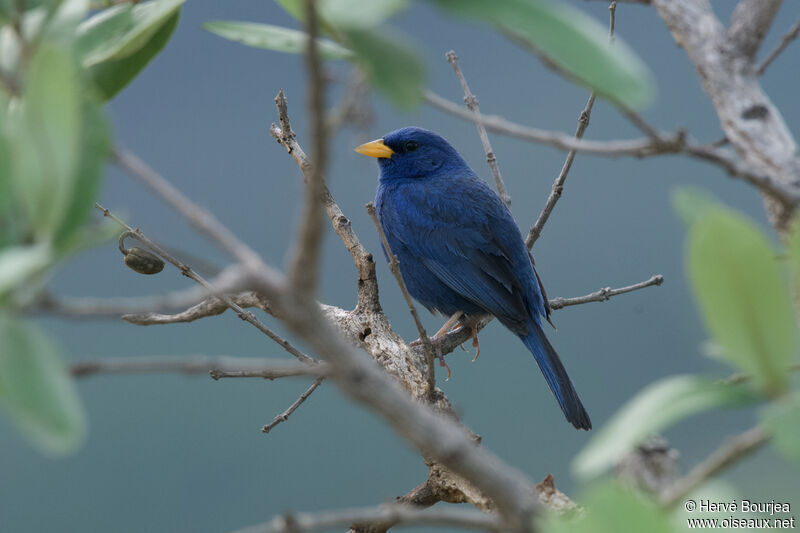 Blue Finch male adult, identification, aspect