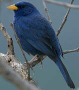 Blue Finch