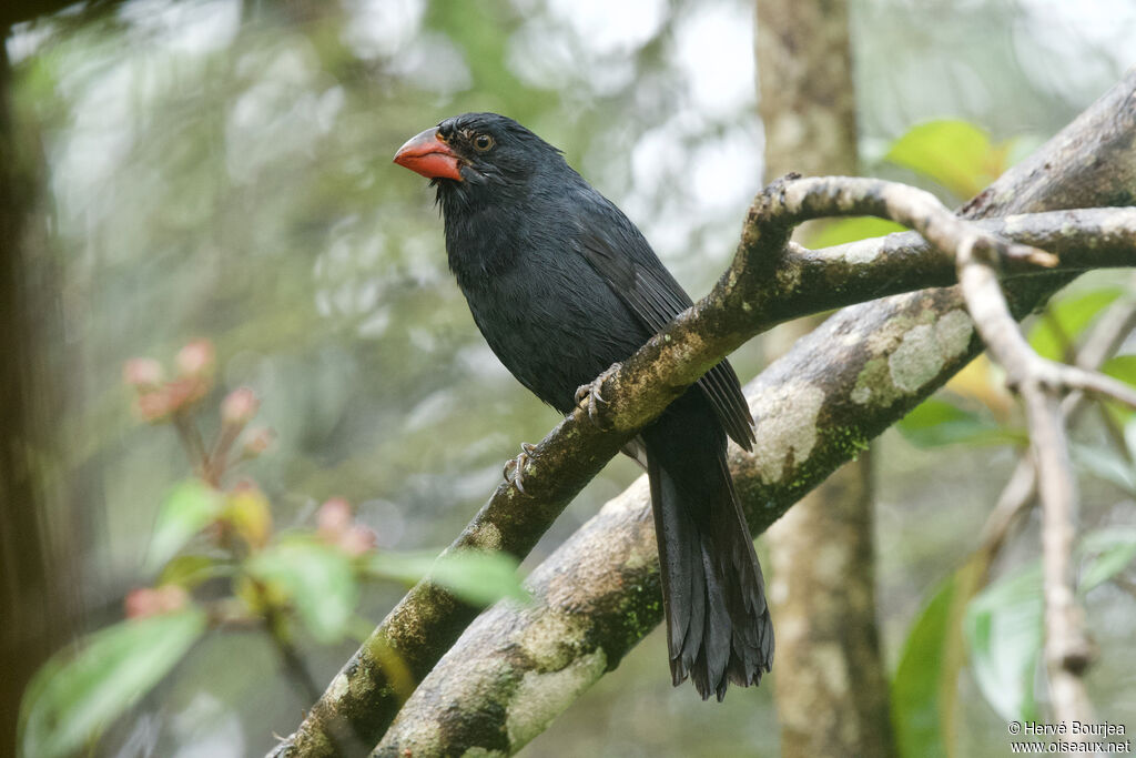 Saltator fuligineux