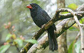 Saltator fuligineux