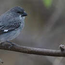 Sporophile gris-de-plomb