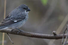 Sporophile gris-de-plomb