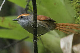 Rufous-capped Spinetail