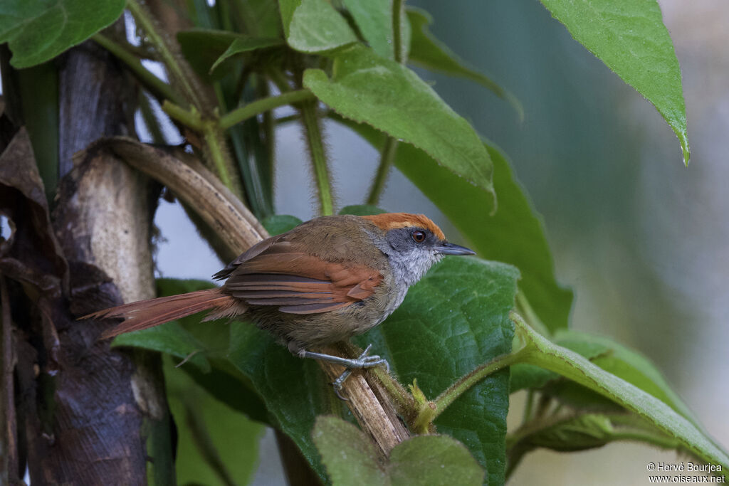 Rufous-capped Spinetailadult, close-up portrait, aspect, pigmentation