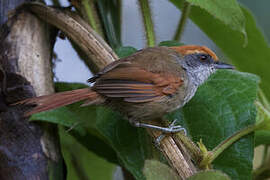 Rufous-capped Spinetail