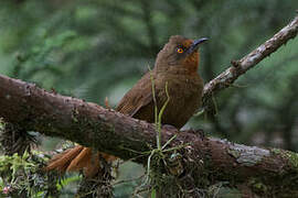 Orange-eyed Thornbird