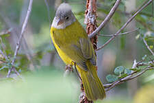 Tangara à tête grise