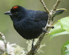 Ruby-crowned Tanager