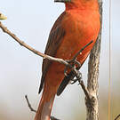 Tangara orangé