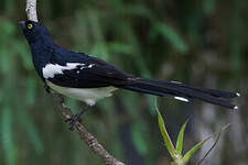 Tangara pillurion