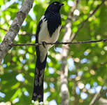Tangara pillurion