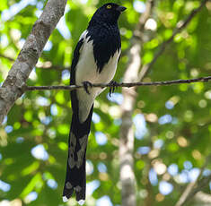 Tangara pillurion