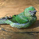 Tersine hirondelle
