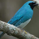 Tersine hirondelle
