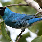 Tersine hirondelle