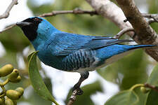 Tersine hirondelle