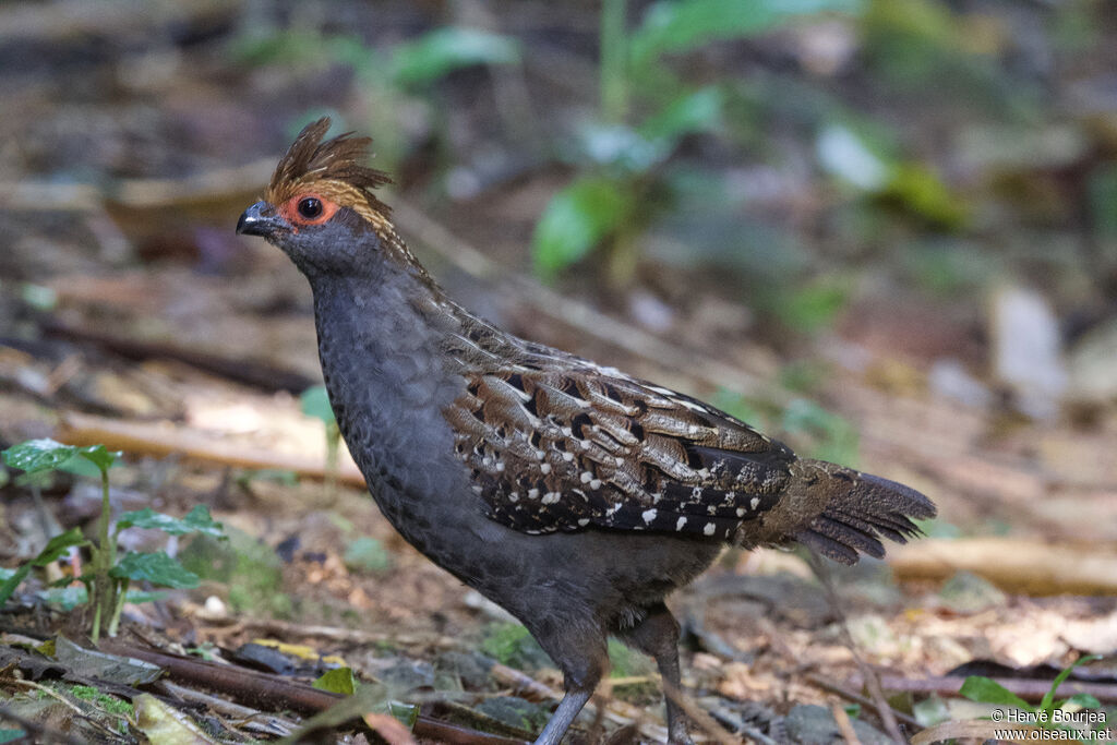 Spot-winged Wood Quailadult, close-up portrait, aspect, pigmentation
