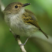 Todirostre à front roux
