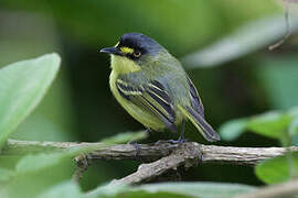 Yellow-lored Tody-Flycatcher