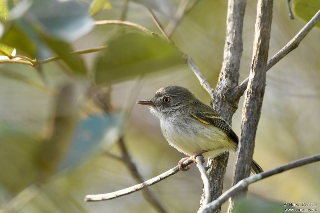 Pearly-vented Tody-Tyrantadult, close-up portrait, aspect