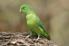 Cobalt-rumped Parrotlet