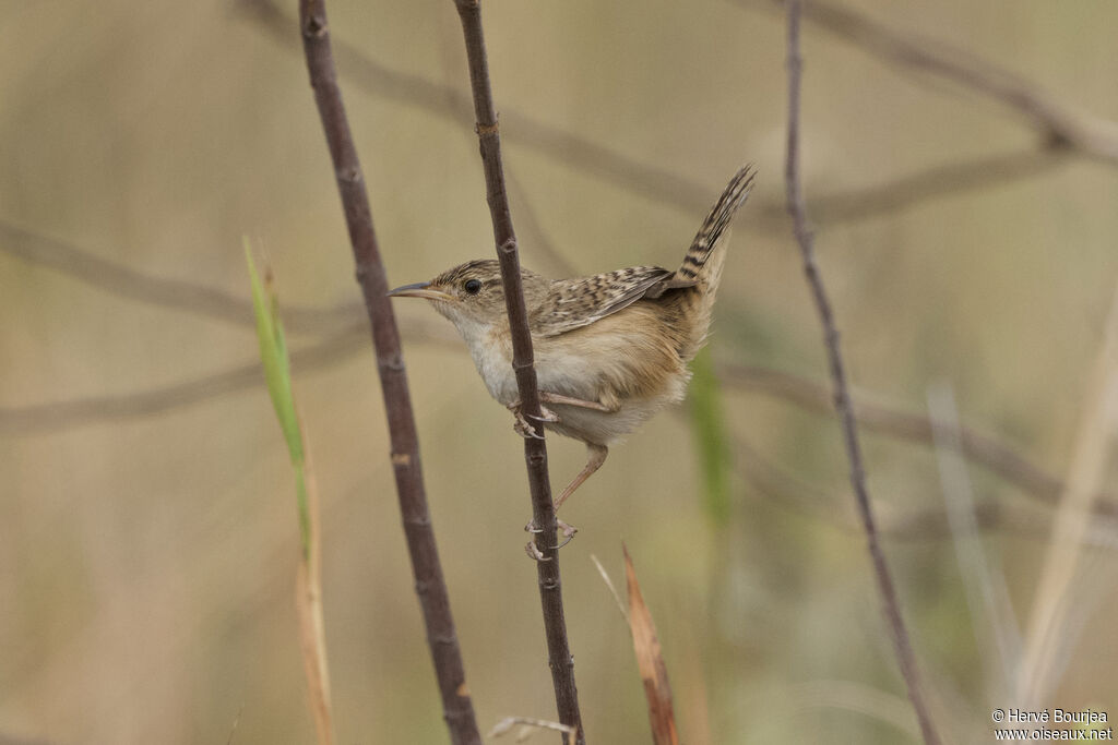 Troglodyte de Latham